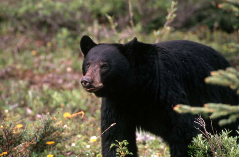 An American black bear standing among trees and green undergrowth.