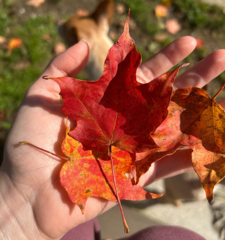 Autumn maple leaf in New Hampshire