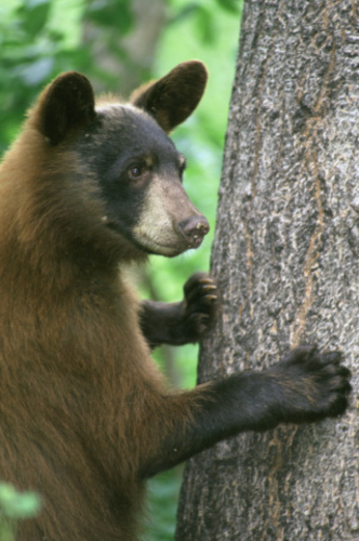 A young American black bear holding onto a tree trunk.